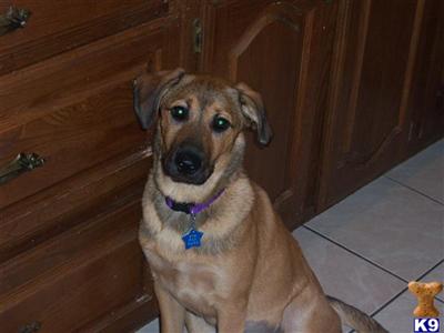 Dogs for Sale in TX